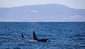 Killer Whales photo by Daniel Bianchetta