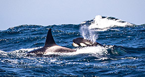 Killer Whales photo by Daniel Bianchetta
