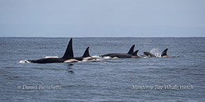 Killer Whales photo by Daniel Bianchetta