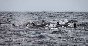 Killer Whales photo by Daniel Bianchetta