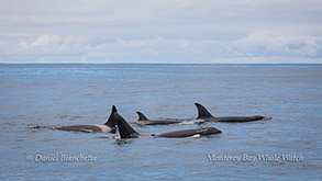 Killer Whales (Orcas) photo by Daniel Bianchetta