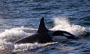 Killer Whales photo by Daniel Bianchetta