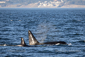 Killer Whales Tofina and Fatfin photo by Daniel Bianchetta