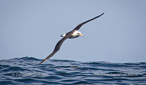 Laysan Albatross photo by Daniel Bianchetta
