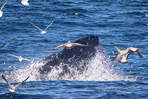 Lunge-feeding Humpback Whale photo by Daniel Bianchetta