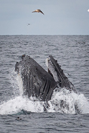 Lunge-feeding Humpback Whale photo by Daniel Bianchetta