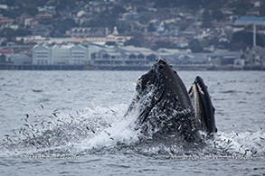 Lunge-feeding Humpback Whale photo by Daniel Bianchetta
