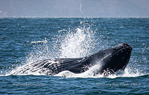 Lunge-feeding Humpback Whale photo by Daniel Bianchetta