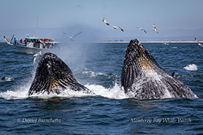 Lunge-feeding Humpback Whales photo by Daniel Bianchetta