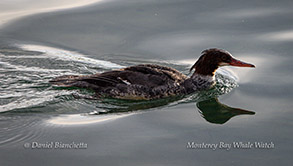Merganser photo by Daniel Bianchetta