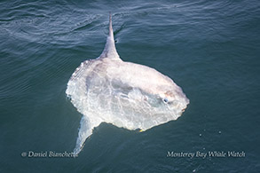 Mola Mola (Ocean Sunfish) photo by Daniel Bianchetta