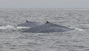Mother and calf Blue Whales photo by Daniel Bianchetta