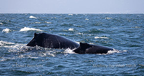 Mother and calf Humpback Whales photo by Daniel Bianchetta