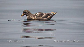 Northern Fulmar photo by Daniel Bianchetta