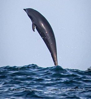 Northern Right Whale Dolphin photo by Daniel Bianchetta
