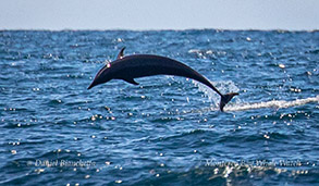 Northern Right Whale Dolphin photo by Daniel Bianchetta