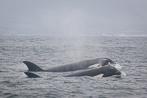Breaching Humpback Whale photo by Daniel Bianchetta