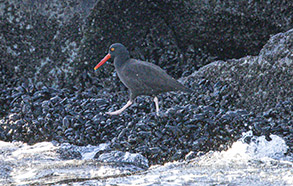 Oystercatcher photo by Daniel Bianchetta