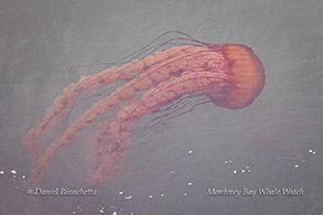 Pacific Sea Nettle photo by Daniel Bianchetta