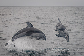 Pacific White-sided Dolphins photo by Daniel Bianchetta