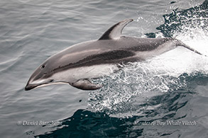 Pacific White-sided Dolphin photo by Daniel Bianchetta