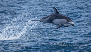 Pacific White-sided Dolphin photo by Daniel Bianchetta
