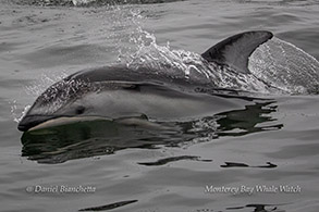 Pacific White-sided Dolphin photo by Daniel Bianchetta