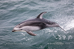 Pacific White-sided Dolphin photo by Daniel Bianchetta
