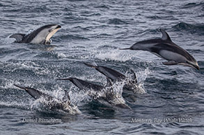 Pacific White-sided Dolphins photo by Daniel Bianchetta