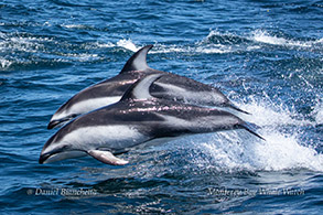Pacific White-sided Dolphins photo by Daniel Bianchetta