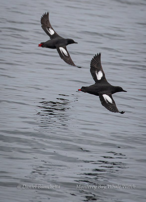 Pigeon Guillemots photo by Daniel Bianchetta