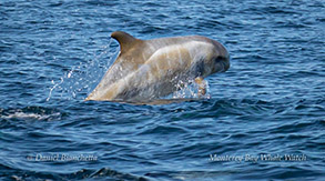 Risso's Dolphin calf photo by Daniel Bianchetta