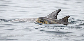 Risso's Dolphin calf photo by Daniel Bianchetta