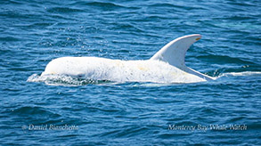 Risso's Dolphin Casper photo by Daniel Bianchetta