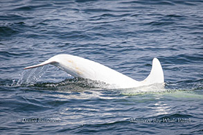 Risso's Dolphin Casper photo by Daniel Bianchetta