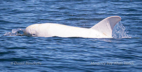 Risso's Dolphin Casper photo by Daniel Bianchetta