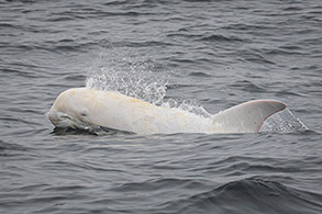 Risso's Dolphin Casper photo by Daniel Bianchetta