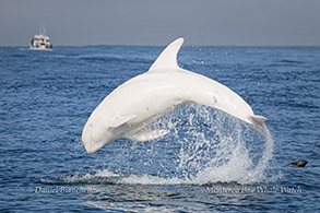 Risso's Dolphin Casper photo by Daniel Bianchetta