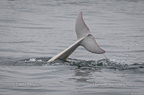 Tail of Risso's Dolphin Casper photo by Daniel Bianchetta