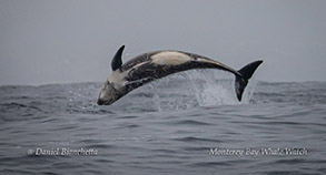 Risso's Dolphin photo by Daniel Bianchetta