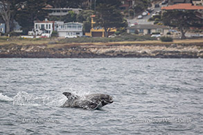 Risso's Dolphin photo by Daniel Bianchetta