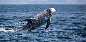 Risso's Dolphin photo by Daniel Bianchetta