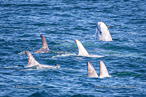 Risso's Dolphin Spyhopping photo by Daniel Bianchetta