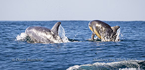 Risso's Dolphin with baby photo by Daniel Bianchetta