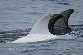 Risso's Dolphins Casper and friends photo by Daniel Bianchetta