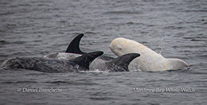 Risso's Dolphins Casper and friends photo by Daniel Bianchetta