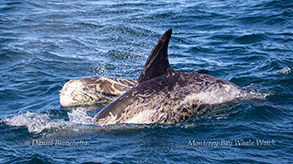 Risso's Dolphins photo by Daniel Bianchetta