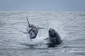 Risso's Dolphins photo by Daniel Bianchetta