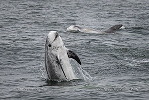 Risso's Dolphins photo by Daniel Bianchetta
