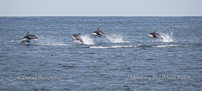 Running Pacific White-sided Dolphins photo by Daniel Bianchetta
